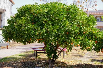 A small tree with dense green leaves and orange fruits in a park setting.